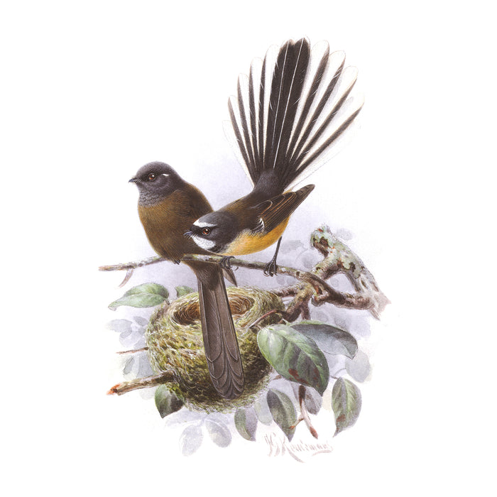 2024 BIRD SERIES PINOT GRIS - 750ML BOTTLE